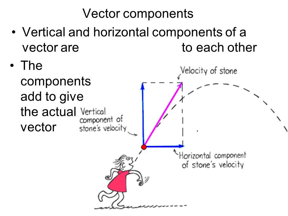 Vector components Vertical and horizontal components of a vector are to each other.