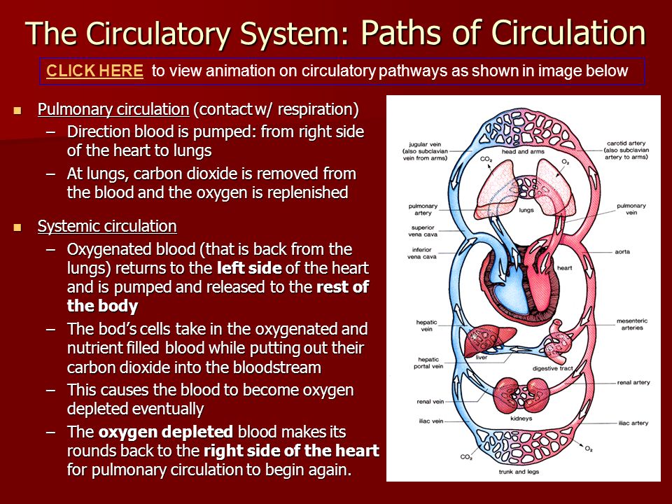 The Systems of the Body By Mindy Chen - ppt download