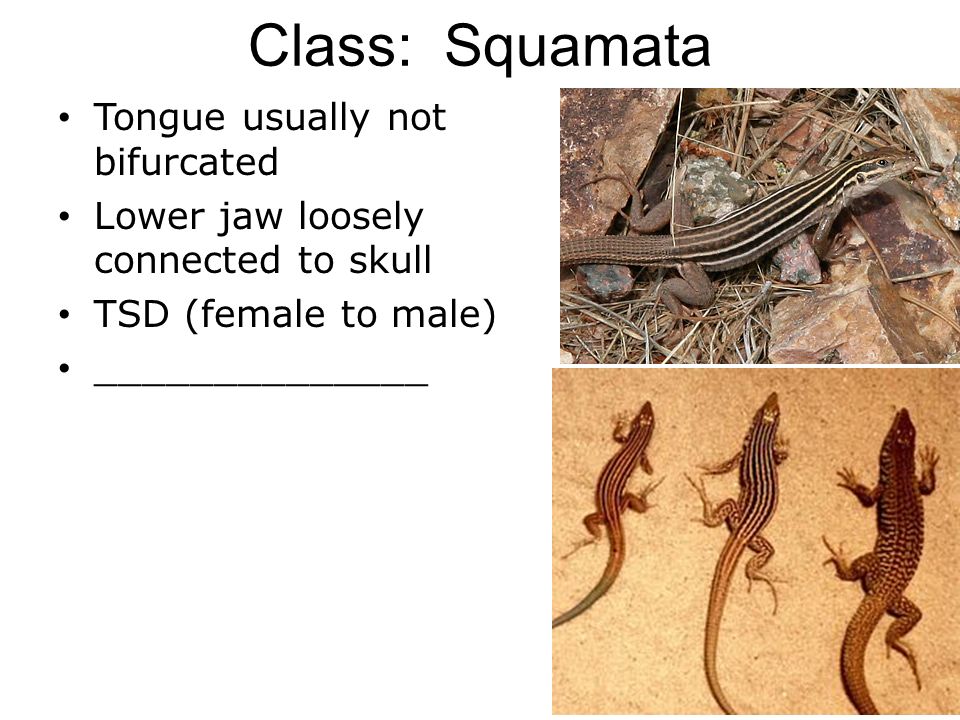 Class: Squamata Tongue usually not bifurcated