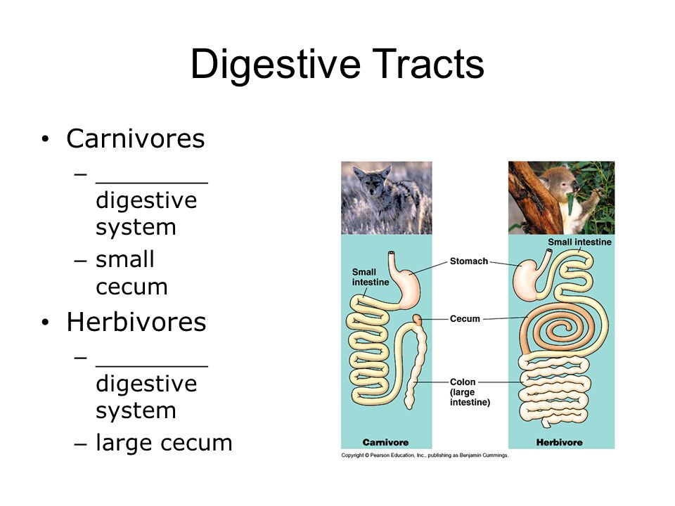 Digestive Tracts Carnivores Herbivores ________ digestive system