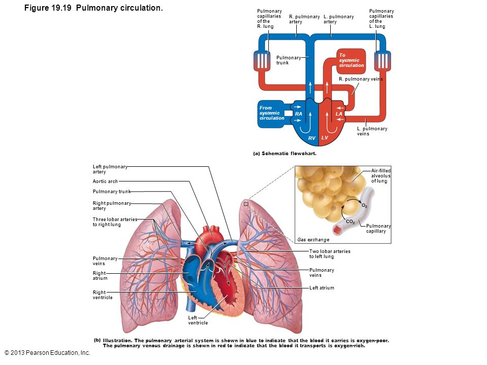 Flow Chart Of Systemic And Pulmonary Circulation