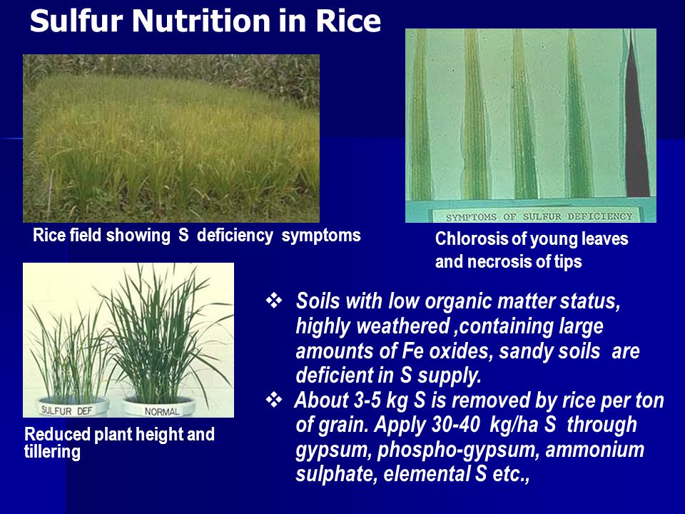Sulfur Nutrition in Rice