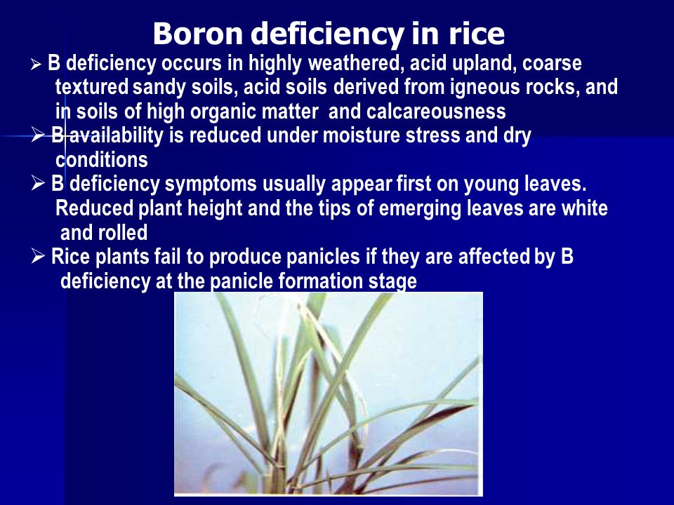 Boron deficiency in rice
