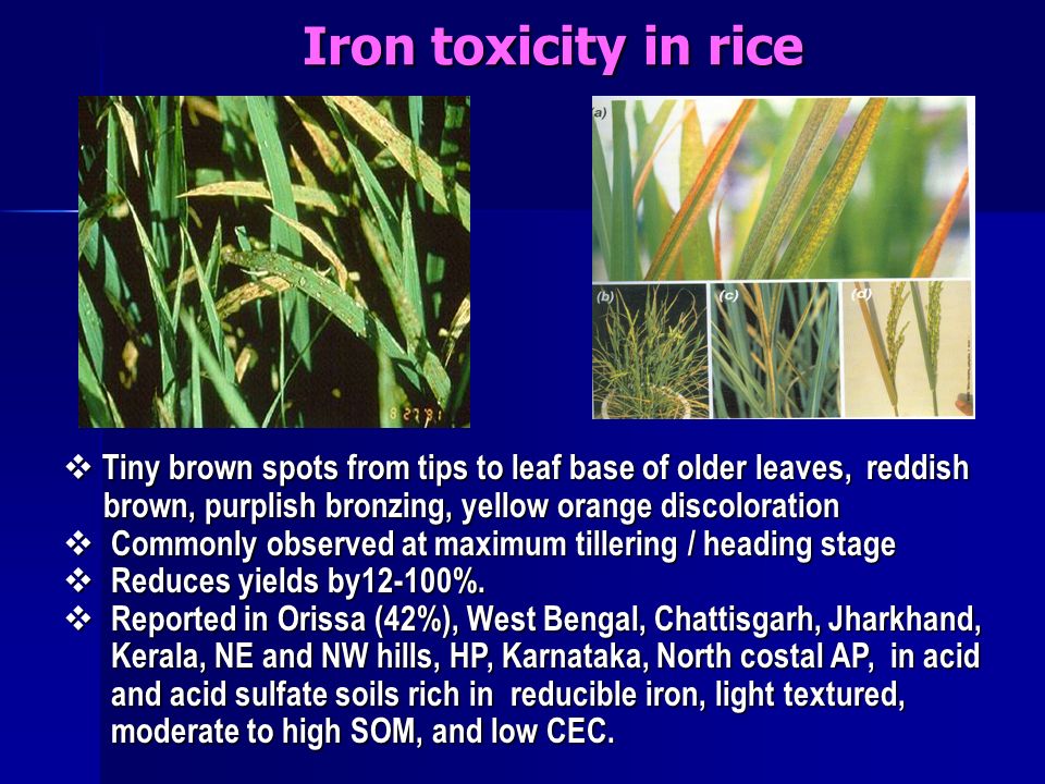Iron toxicity in rice Tiny brown spots from tips to leaf base of older leaves, reddish. brown, purplish bronzing, yellow orange discoloration.