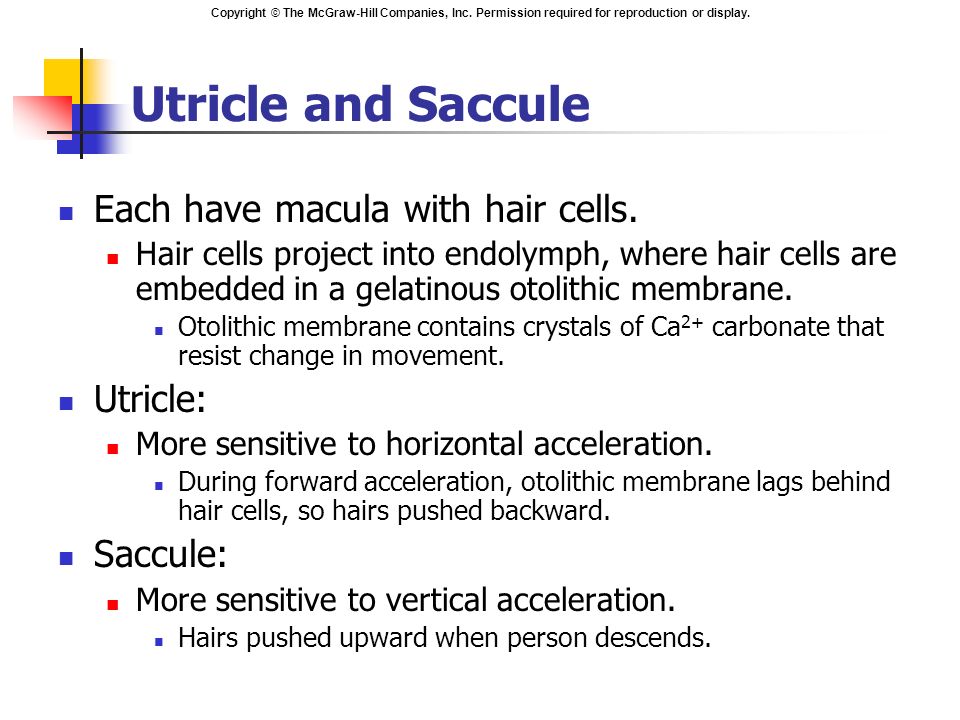 Utricle and Saccule Each have macula with hair cells. Utricle:
