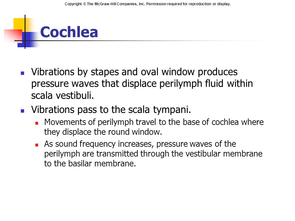 Cochlea Vibrations by stapes and oval window produces pressure waves that displace perilymph fluid within scala vestibuli.