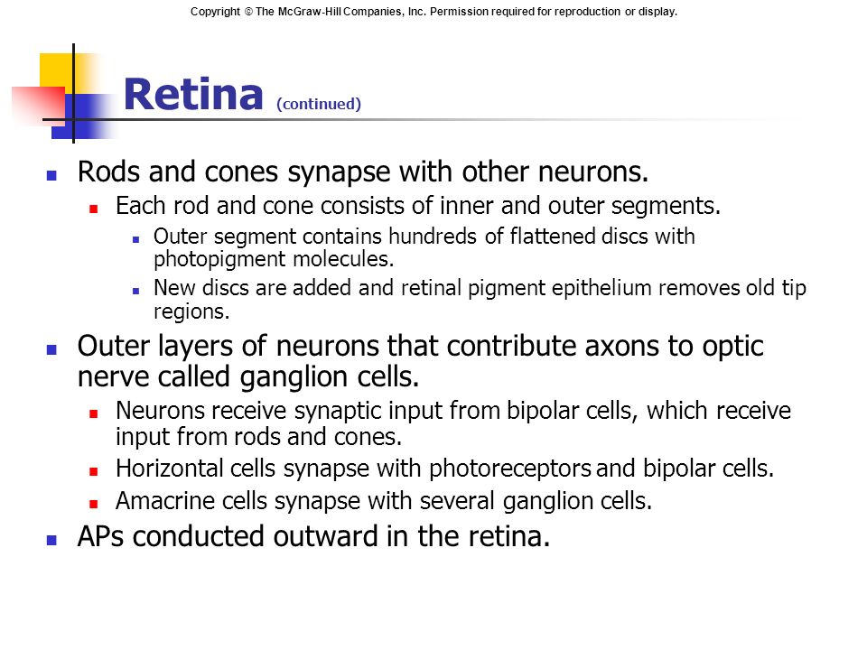 Retina (continued) Rods and cones synapse with other neurons.
