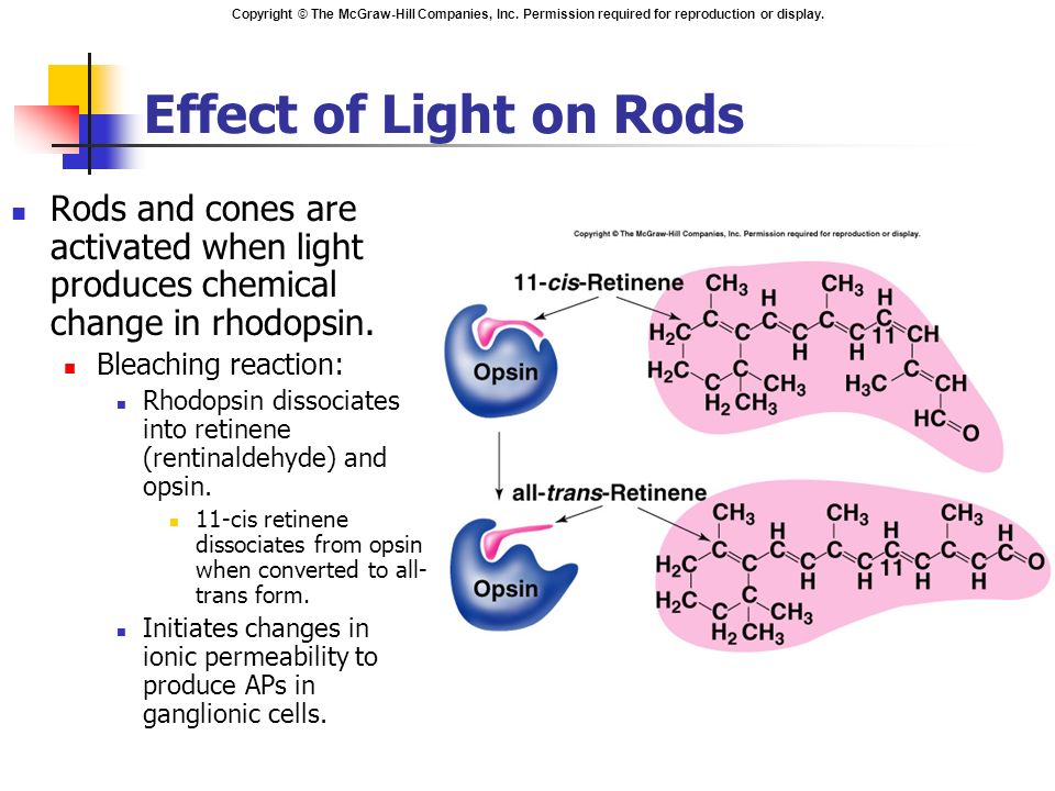 Effect of Light on Rods Rods and cones are activated when light produces chemical change in rhodopsin.