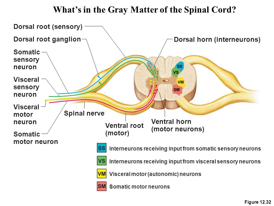 Presentation on theme: "The Spinal Cord (CNS) and Peripheral Nervous S...