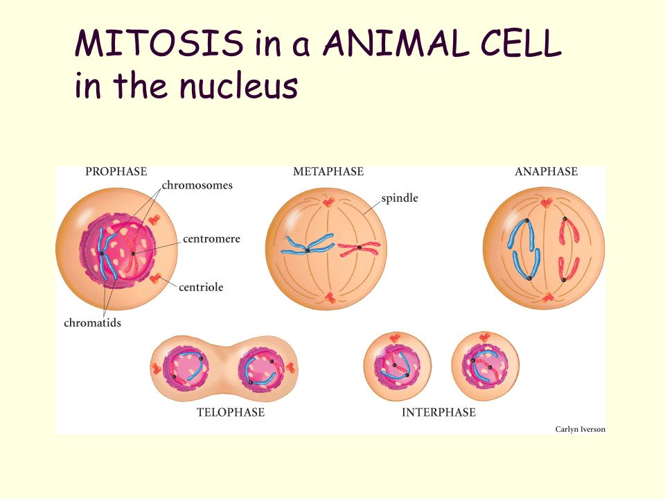 MITOSIS and ASEXUAL REPRODUCTION - ppt download