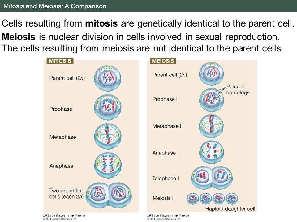 Mitosis and Meiosis: A Comparison.