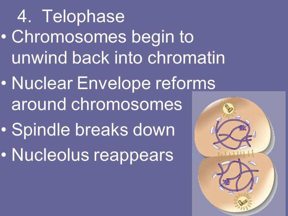 4. Telophase Chromosomes begin to unwind back into chromatin. Nuclear Envelope reforms around chromosomes.