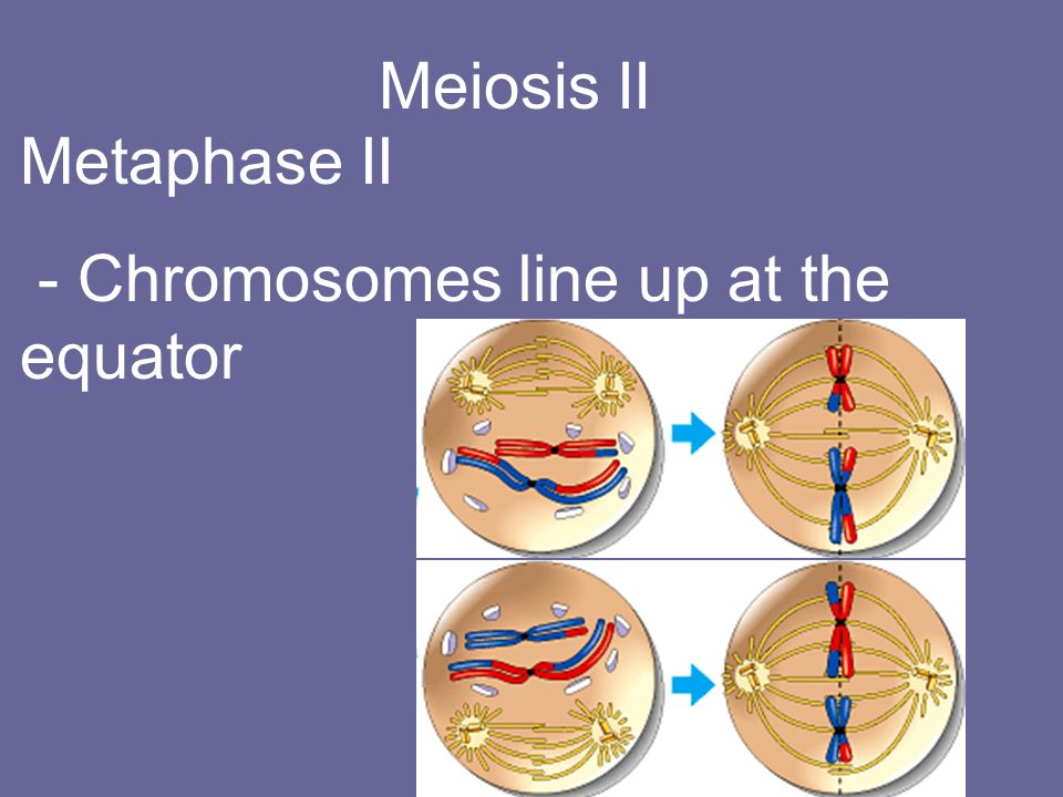 Meiosis II Metaphase II - Chromosomes line up at the equator