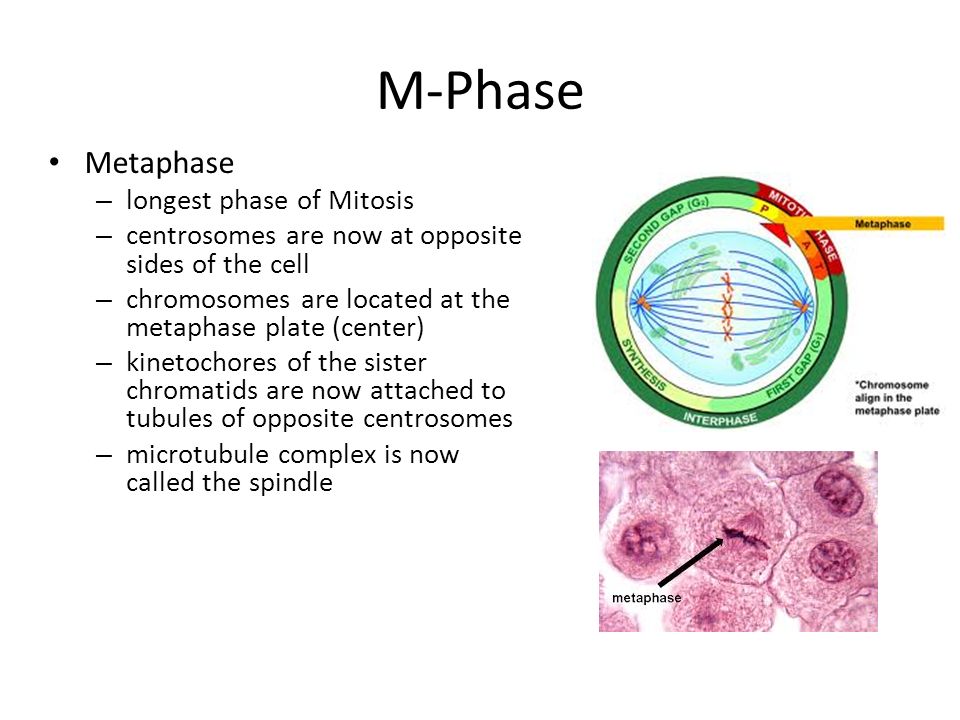 Phase Prophase โ Metaphase โ Anaphase โ Telophase Prophase Biology Diagrams