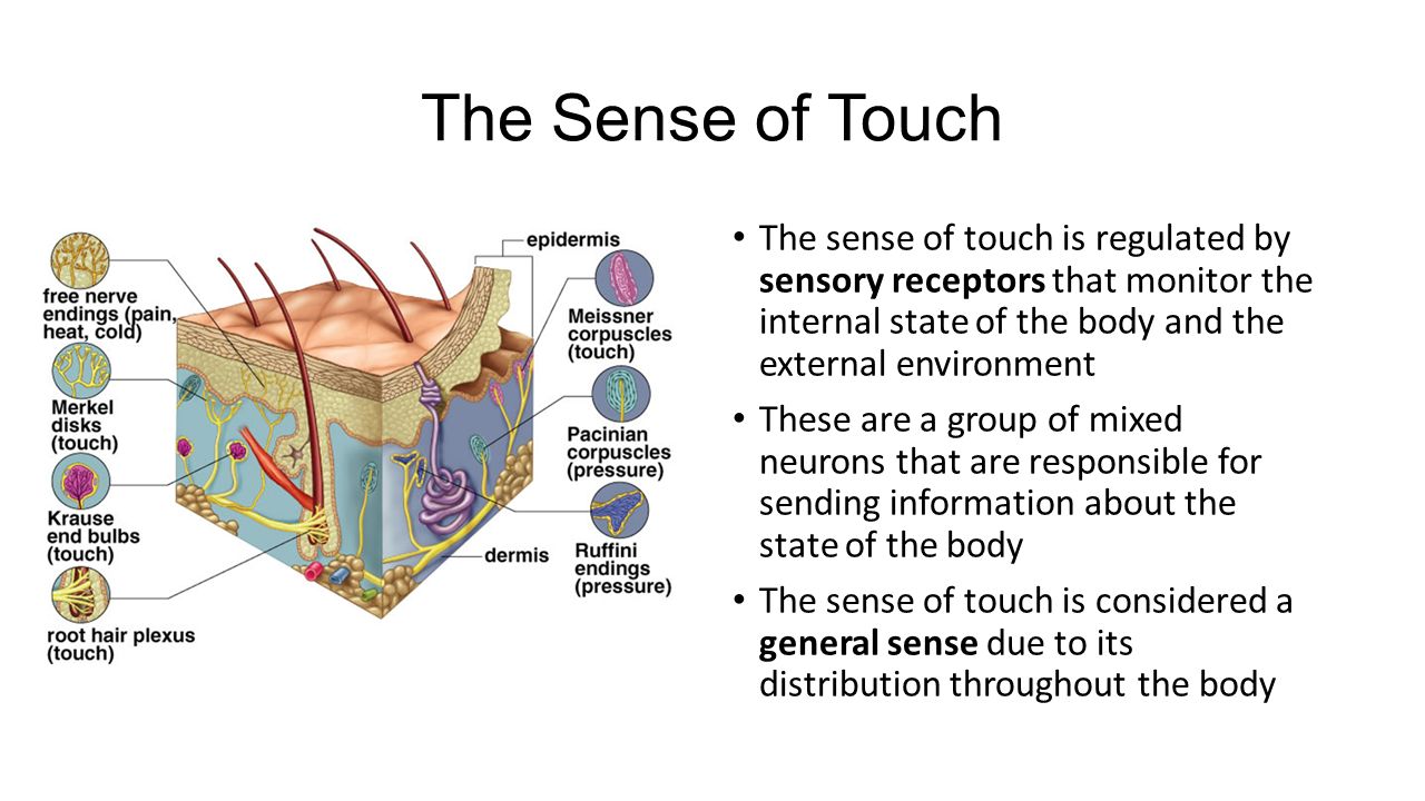 Touch receptors definition