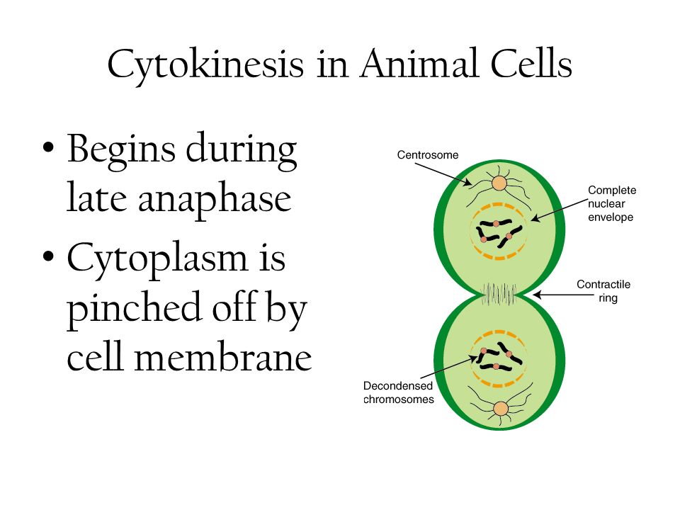 Unit 7 Cell Division Big Idea Cell Division Is The Process - 