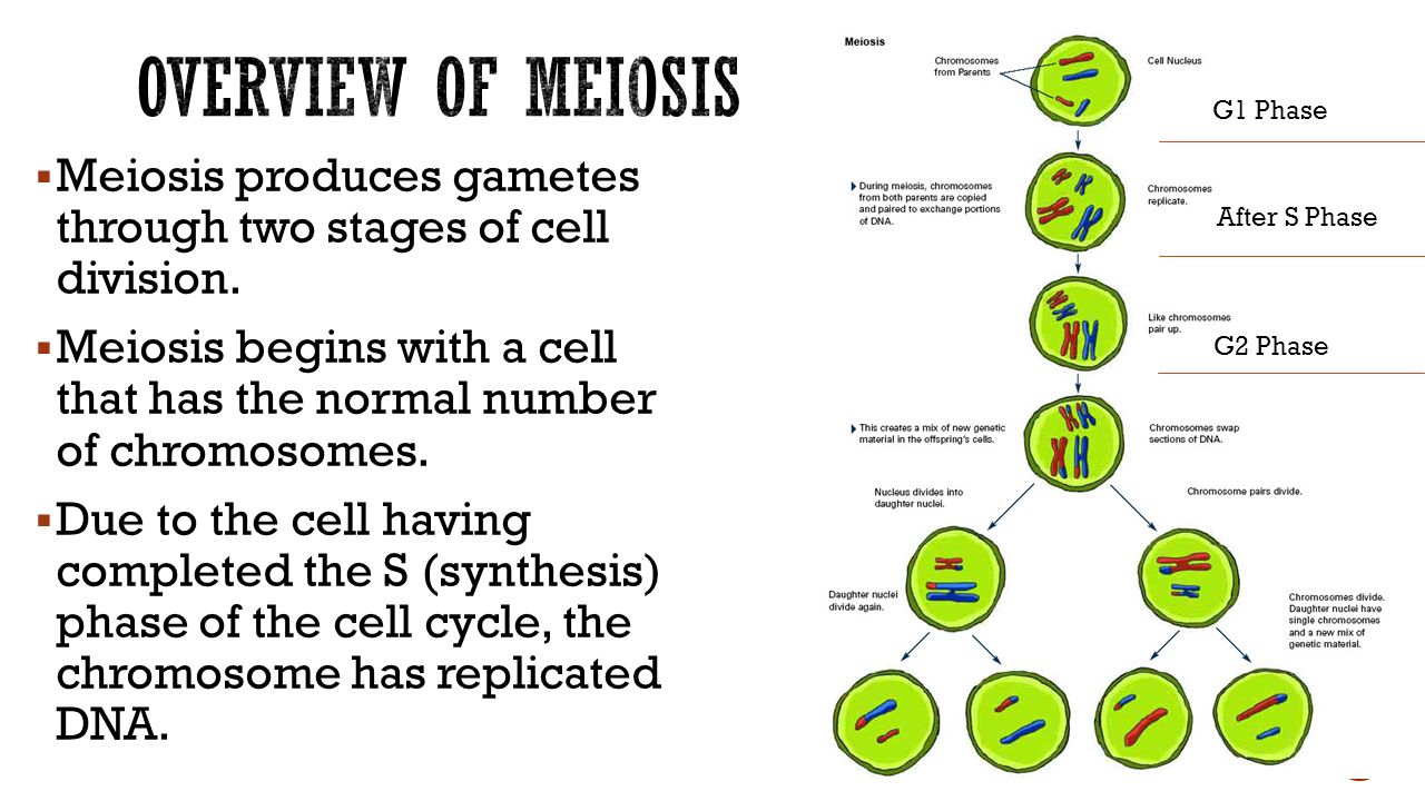 Overview of Meiosis G1 Phase. 