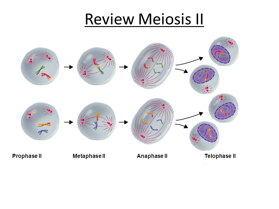 Review Meiosis II Prophase II Metaphase II Anaphase II Telophase II.
