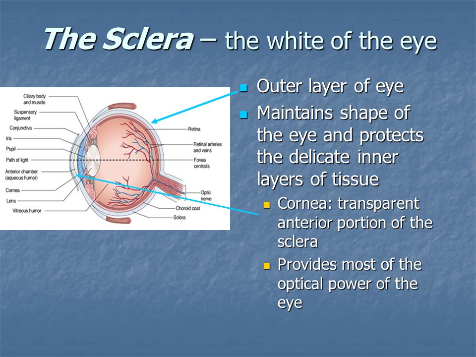 The Sclera – the white of the eye