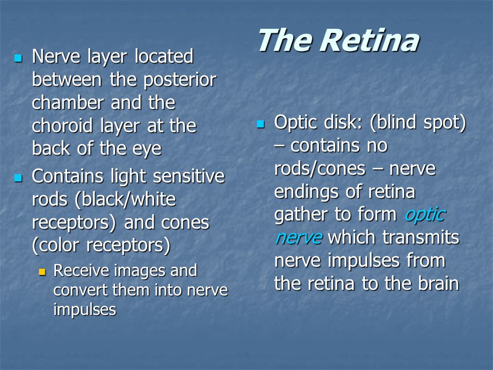 The Retina Nerve layer located between the posterior chamber and the choroid layer at the back of the eye.