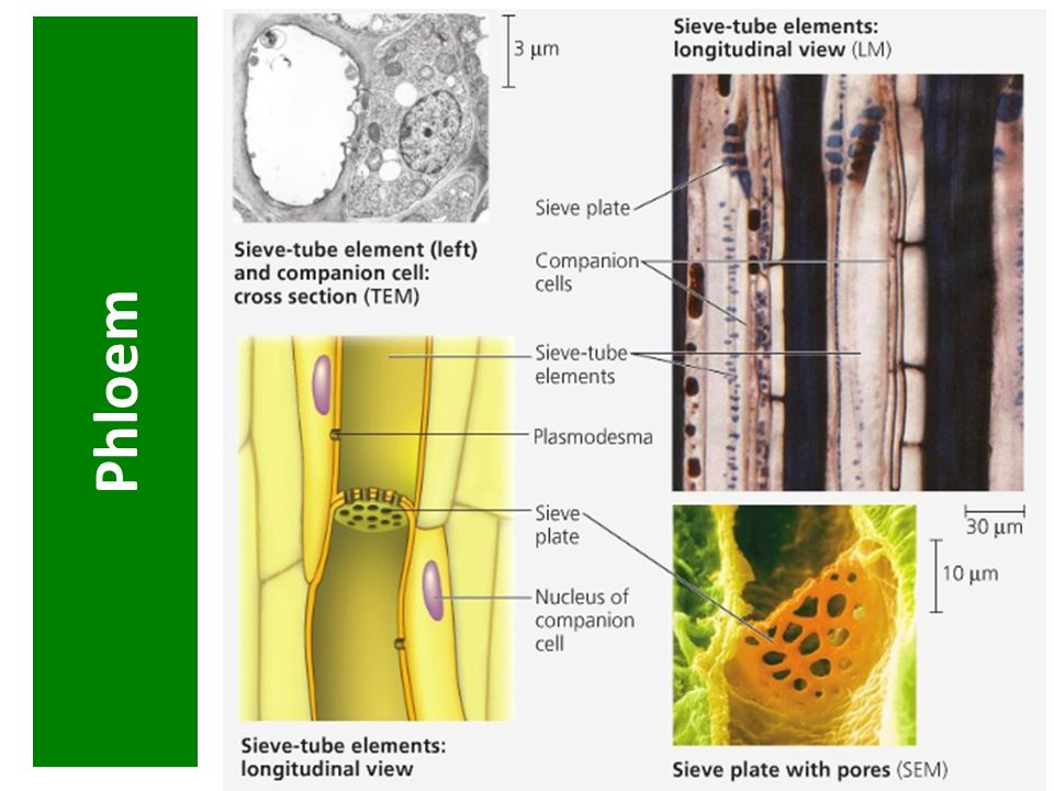 Проводящей клеткой флоэмы является. Флоэма строение клетки. Ситовидные трубки флоэмы. Клетки спутники и ситовидные трубки. Ситовидные клетки флоэмы.