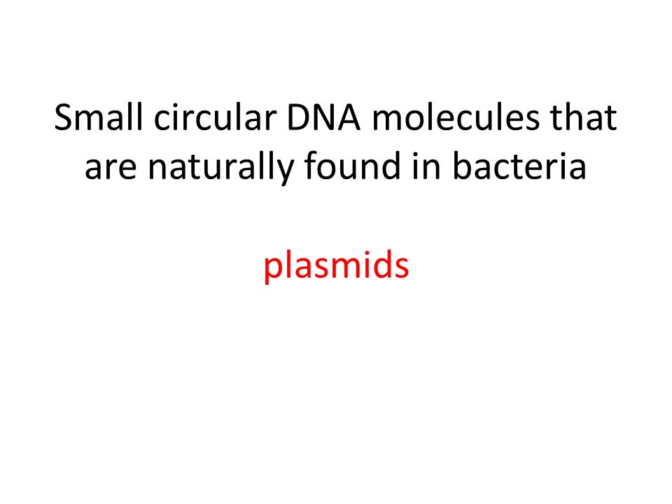 Small circular DNA molecules that are naturally found in bacteria plasmids