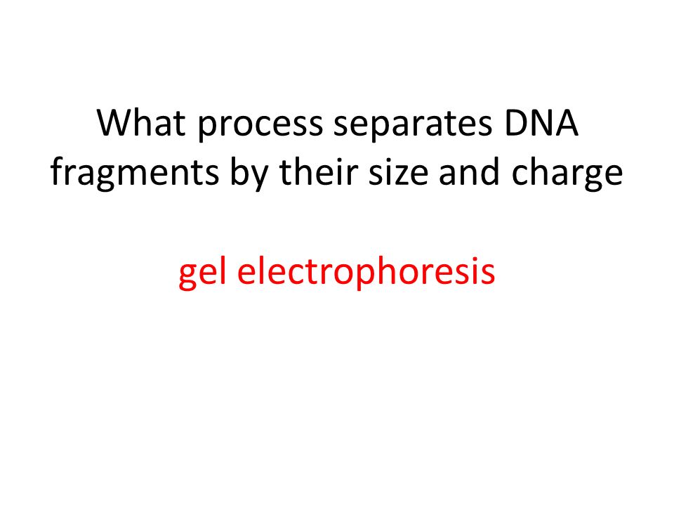 What process separates DNA fragments by their size and charge gel electrophoresis
