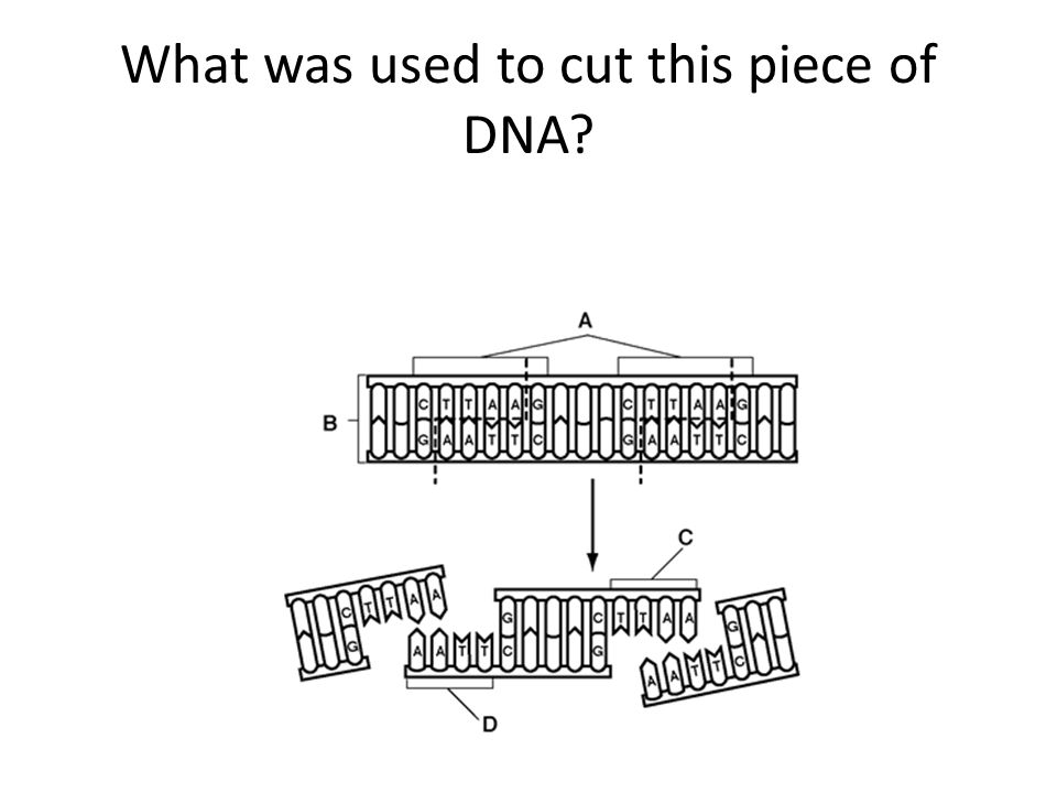 What was used to cut this piece of DNA
