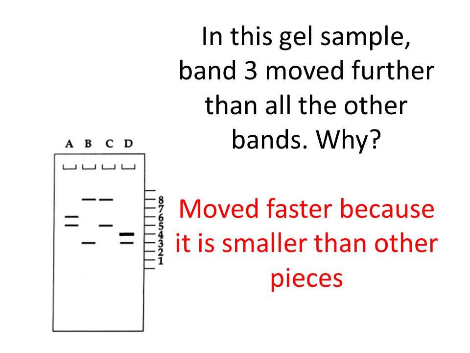 In this gel sample, band 3 moved further than all the other bands. Why
