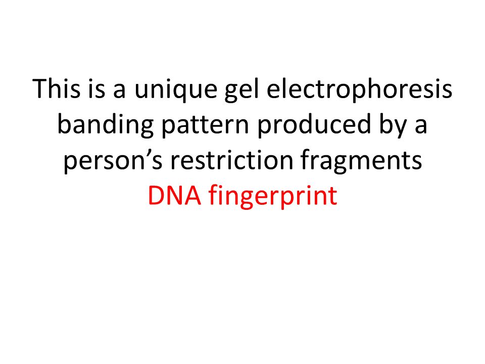This is a unique gel electrophoresis banding pattern produced by a person’s restriction fragments DNA fingerprint