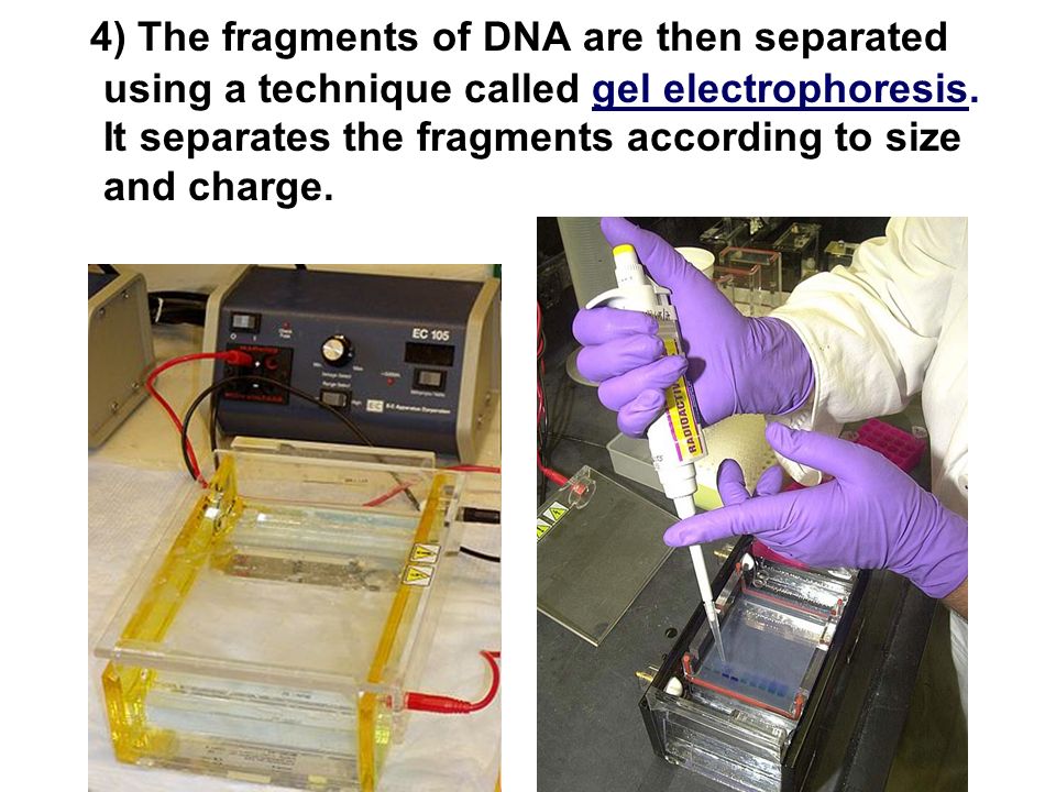 4) The fragments of DNA are then separated using a technique called gel electrophoresis.