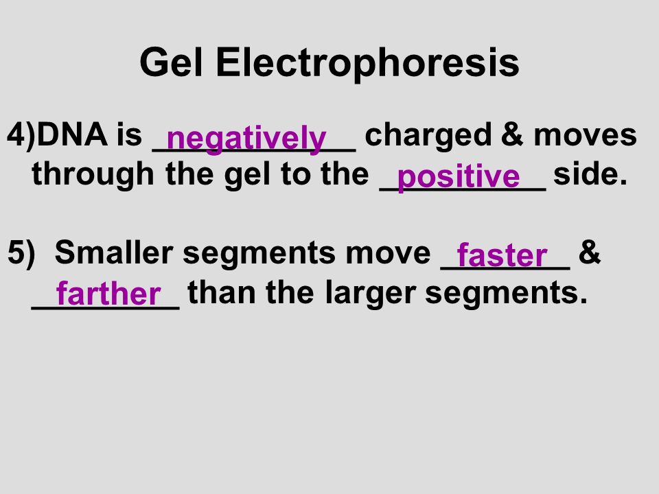 Gel Electrophoresis DNA is ___________ charged & moves through the gel to the _________ side.