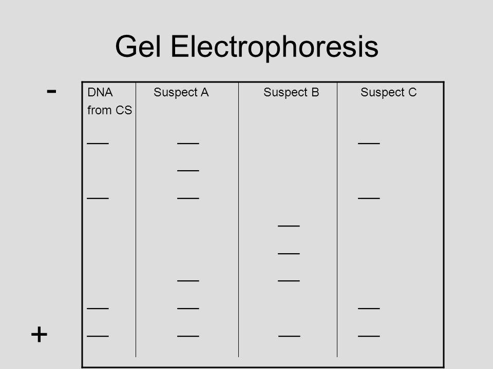 - + Gel Electrophoresis __ __ __ __ __ __ __ __ __ __