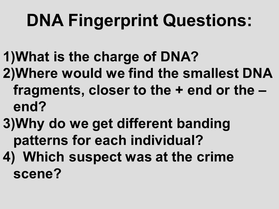 DNA Fingerprint Questions: