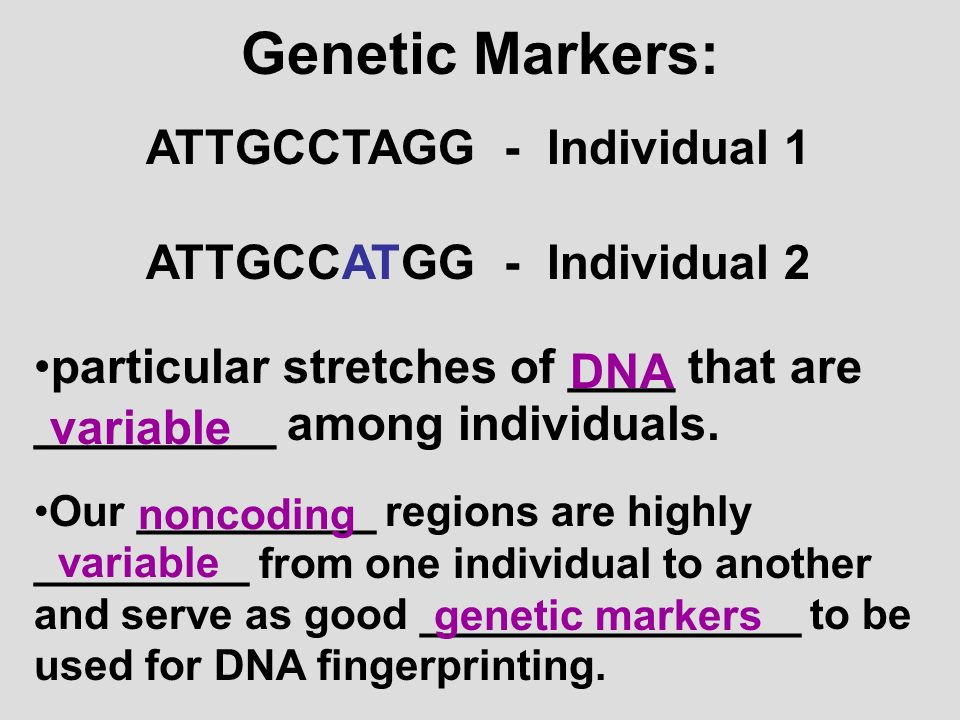 Genetic Markers: ATTGCCTAGG - Individual 1 ATTGCCATGG - Individual 2