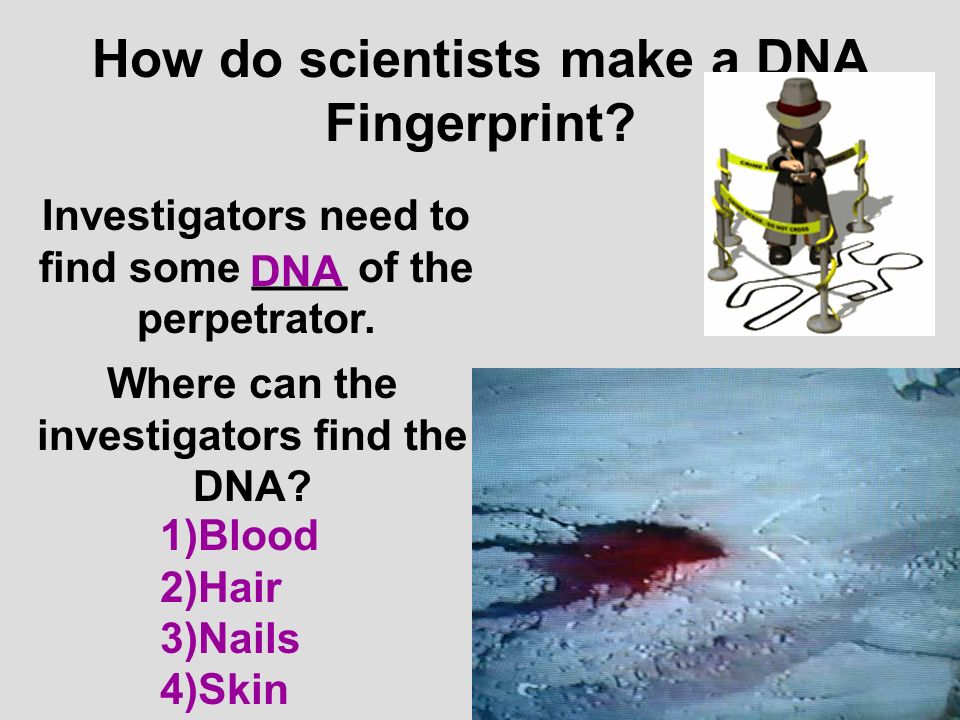 How do scientists make a DNA Fingerprint