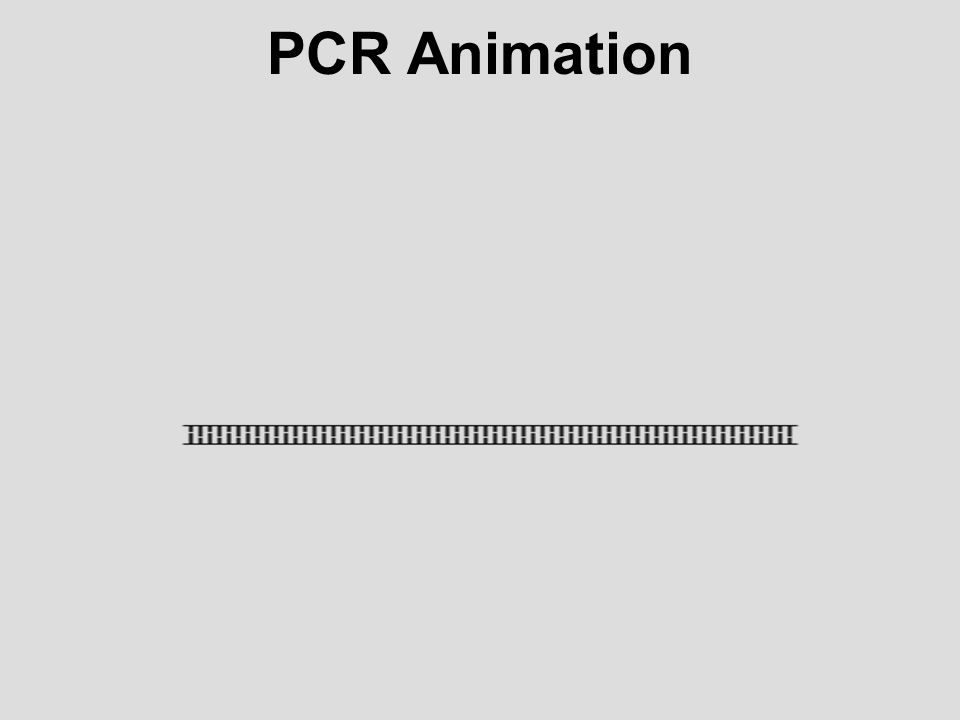 PCR Animation