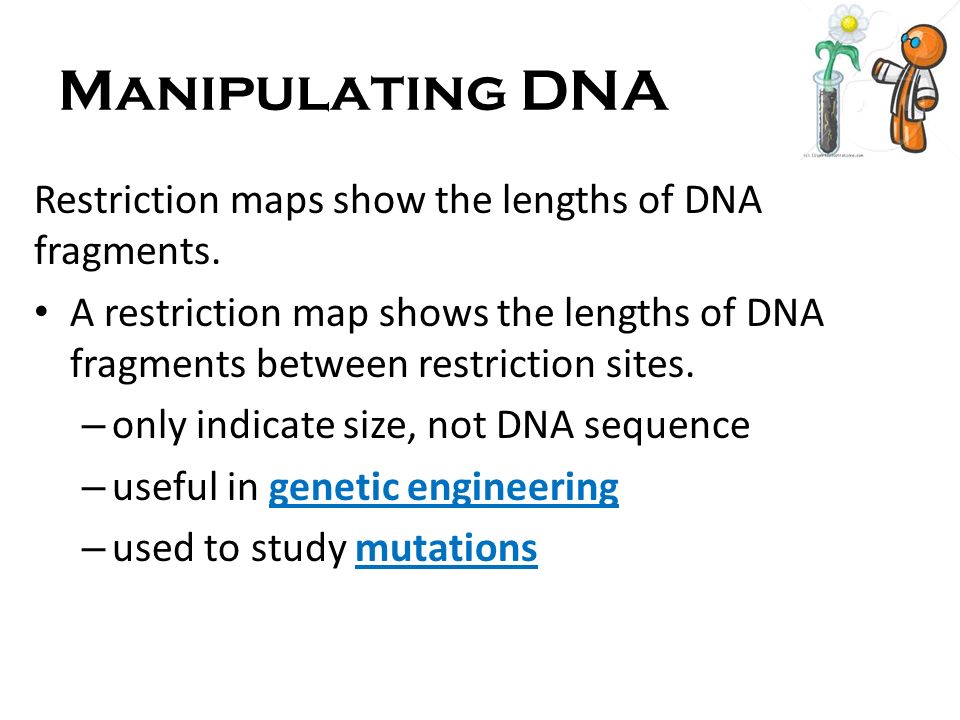 Manipulating DNA Restriction maps show the lengths of DNA fragments.