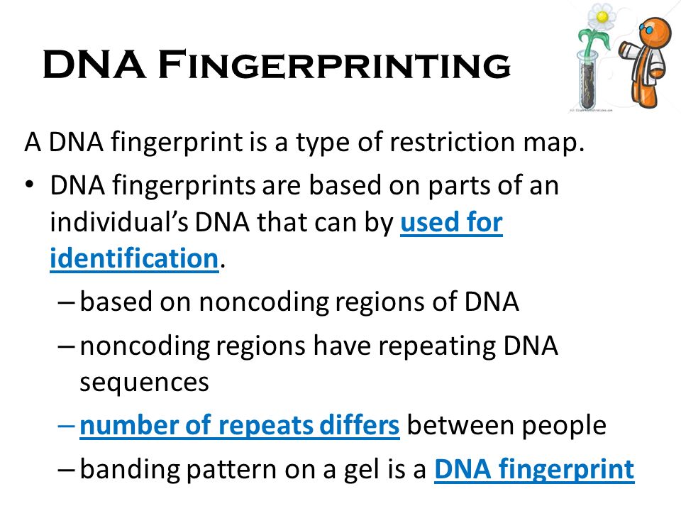 DNA Fingerprinting A DNA fingerprint is a type of restriction map.