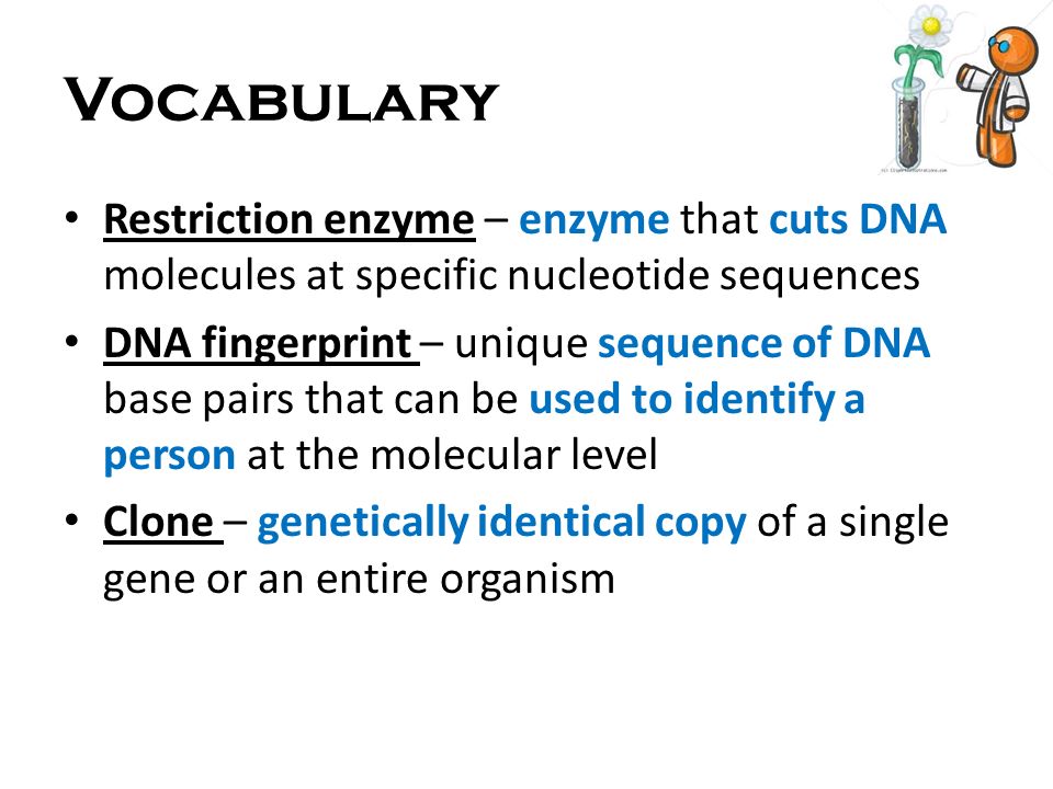 Vocabulary Restriction enzyme – enzyme that cuts DNA molecules at specific nucleotide sequences.