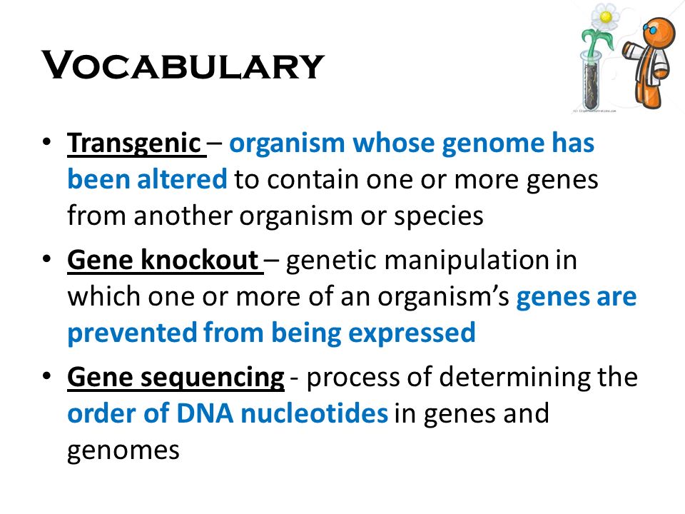 Vocabulary Transgenic – organism whose genome has been altered to contain one or more genes from another organism or species.