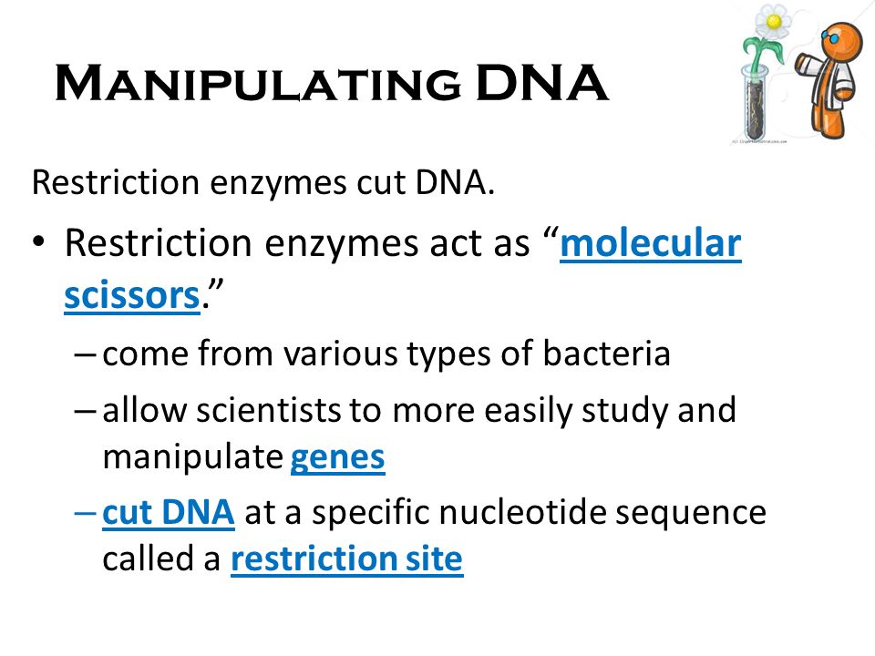 Manipulating DNA Restriction enzymes act as molecular scissors.