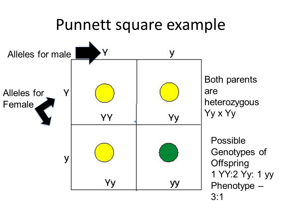 Punnett square example.