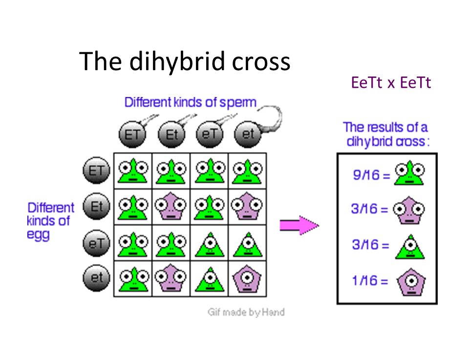 The dihybrid cross EeTt x EeTt.