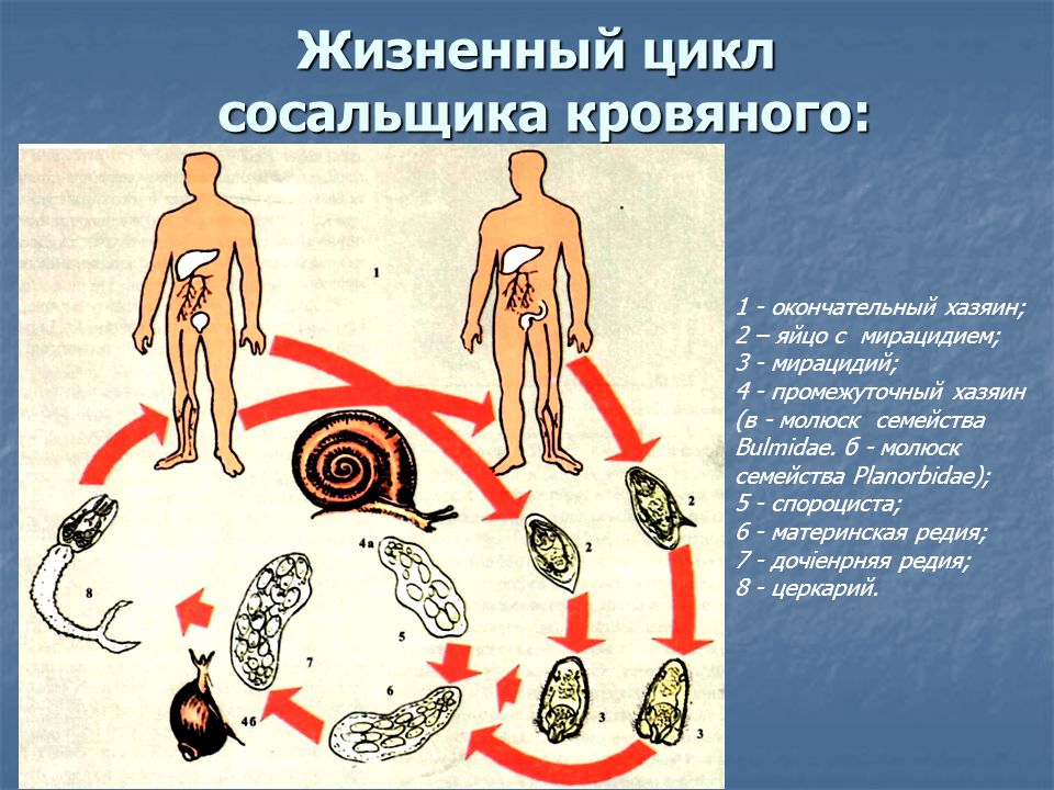 Цикл развития легочного сосальщика