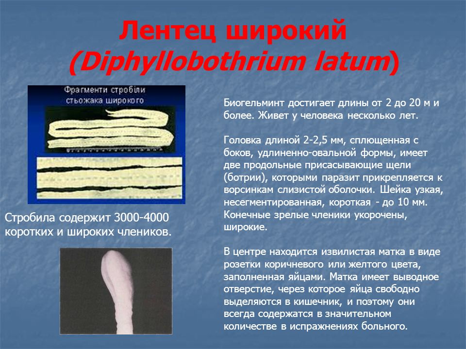 Цепни на латыни. Ленточные черви широкий лентец. Цестоды, ленточные глисты.. Сколекс дифиллоботриоза. Широкий лентец (Diphyllobothrium latum).