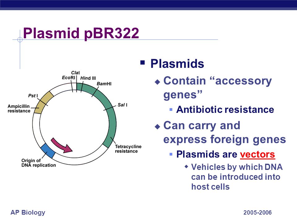 Примеры плазмид. Плазмида pbr322. Плазмидный вектор pbr322. Схема строения плазмиды pbr322. Вектор на плазмида pbr322.