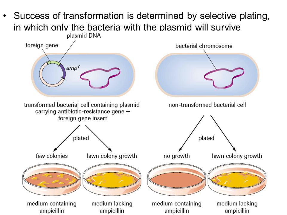 Исследователь трансформировал клетки бактерий плазмидой содержащей ген. Трансформация бактерий плазмида. Трансформация бактерий схема. Transformation Gene bacterial. Трансформация бактериальных клеток.