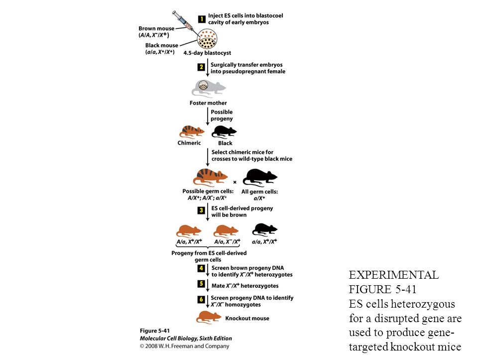 knockout mouse "possible progeny"ì— ëŒ€í•œ ì´ë¯¸ì§€ ê²€ìƒ‰ê²°ê³¼