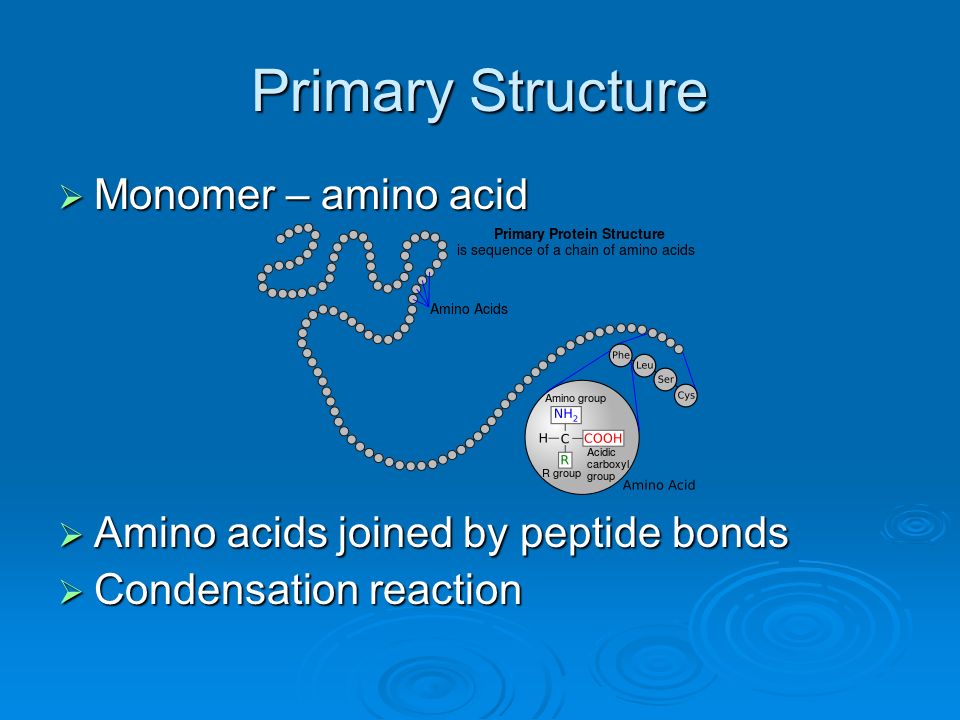 Primary Structure Monomer – amino acid